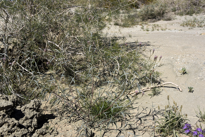 Desert Palafox is found in elevations below 3,000 feet (914 m) and predominantly sandy soils. Palafoxia arida